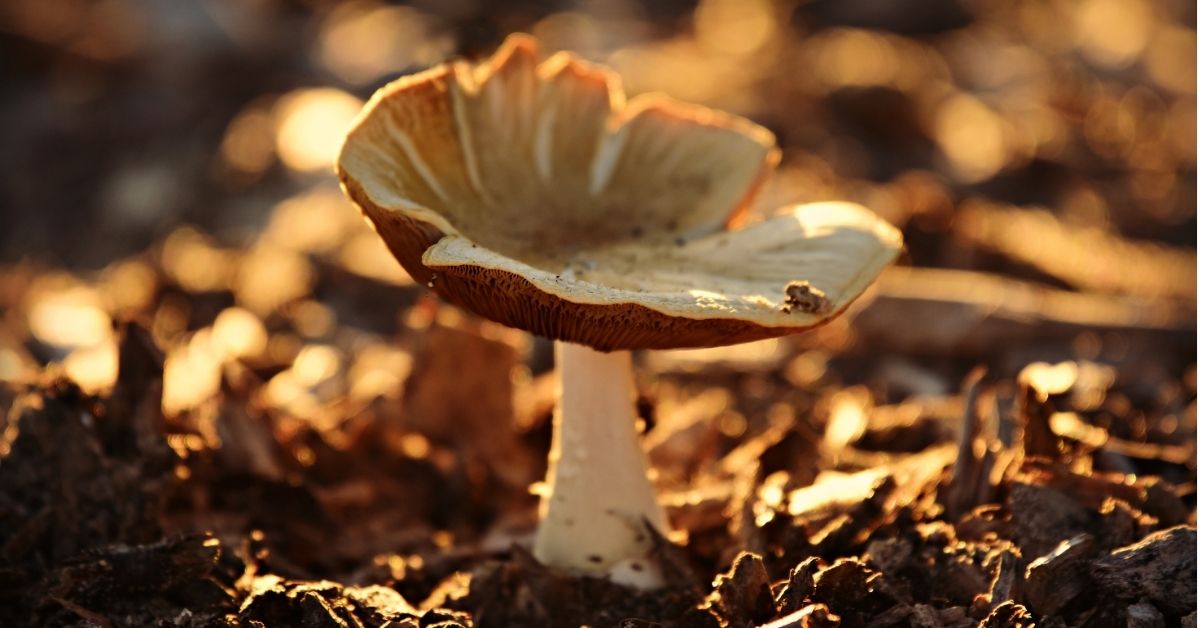 Uncover the Hidden World of Fungi with Mind-Blowing Mushroom Microscopy Discoveries!